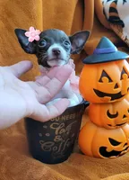 TEACUP ZELDA, a female Chihuahua for sale in Fontana, CA – 3 of 4