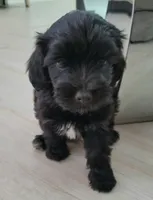 Benji, a  Maltipoo for sale in Dallas, TX – 2 of 2