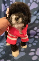 Molly, a female Maltipoo for sale in Covina, CA – 8 of 8