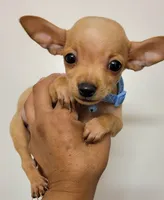LIL SMILEY, a male Chihuahua for sale in Fontana, CA – 4 of 5