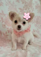 DAISY THE LONGHAIRED MINI, a female Chihuahua for sale in Dallas, TX – 3 of 6