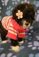 Molly, a female Maltipoo for sale in Covina, CA – 2 of 8