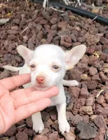 Bartolito, a male Chihuahua for sale in Fontana, CA – 2 of 4