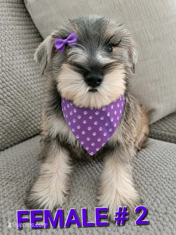 LADY – Miniature Schnauzer puppy for sale in Dallas, TX