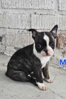 CHARLIE , a male Boston Terrier for sale in Dallas, TX – 1 of 1