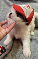 SHIH TZU MALE 1, a male Shih Tzu for sale in Dallas, TX – 1 of 3