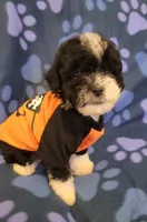 WINSTON , a male Maltipoo for sale in Covina, CA – 3 of 6