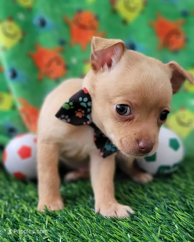 Benji – Chihuahua puppy for sale in Dallas, TX