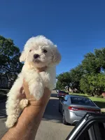 Max , a male Poodle - Toy  for sale in Dallas, TX – 2 of 4