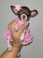 TINKER BELL  TEACUP , a female Chihuahua for sale in Fontana, CA – 1 of 3