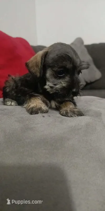 Max – Miniature Schnauzer puppy for sale in Dallas, TX