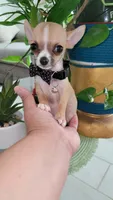LIL TEACUP BANDIT, a male Chihuahua for sale in Katy, TX – 3 of 10