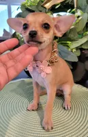 ZOE, a female Chihuahua for sale in Dallas, TX – 3 of 4