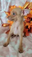DEER HEAD MINITOYCANELO (DELIVERY AVAILABLE), a male Chihuahua for sale in Fontana, CA – 3 of 4