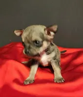 APPLEHEAD MITZI TEACUP, a female Chihuahua for sale in Fontana, CA – 2 of 3