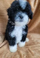 Benji, a male Poodle - Miniature  for sale in Fontana, CA – 2 of 8