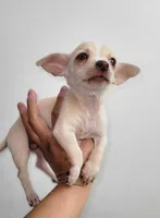 LIL TINY TOY TOMMY, a male Chihuahua for sale in Moreno Valley, CA – 5 of 6