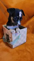 Sally, a female Chihuahua for sale in Fontana, CA – 2 of 3
