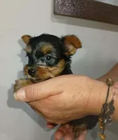 Benito , a male Yorkshire Terrier for sale in Fontana, CA – 2 of 3