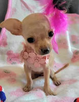 LIL TEACUP MAGGIE, a female Chihuahua for sale in Dallas, TX – 6 of 7
