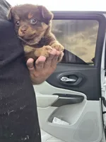 LONGCOAT ZELDA, a female Chihuahua for sale in Dallas, TX – 4 of 10