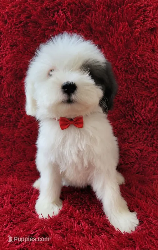 Max  – Maltipoo puppy for sale in Fontana, CA