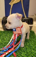 TAQUITO , a male Chihuahua for sale in Dallas, TX – 6 of 8