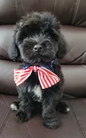 Benji, a male Maltipoo for sale in Dallas, TX – 3 of 3