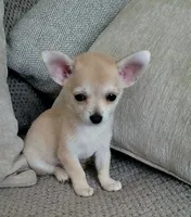 LOBITO THE LIL APPLEHEAD , a male Chihuahua for sale in Moreno Valley, CA – 7 of 10