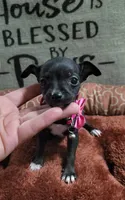 LIL TEACUP ZELDA , a female Chihuahua for sale in Santa Barbara, CA – 5 of 5