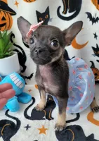 TEACUP LILI, a female Chihuahua for sale in Fontana, CA – 2 of 8