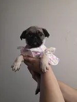 Pinky, a female Pug for sale in Dallas, TX – Photo 2 of 5