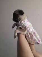 Pinky, a female Pug for sale in Dallas, TX – Photo 4 of 5