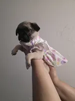 Pinky, a female Pug for sale in Dallas, TX – Photo 5 of 5