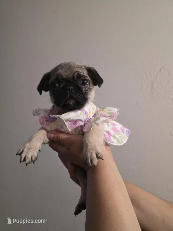 Pinky, a female Pug for sale in Dallas, TX – Photo 1 of 5