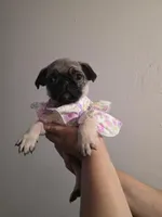 Pinky, a female Pug for sale in Dallas, TX – Photo 1 of 5
