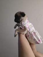 Pinky, a female Pug for sale in Dallas, TX – Photo 3 of 5