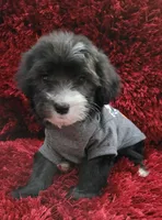 RUFFO, a male Maltipoo for sale in Fontana, CA – 4 of 4