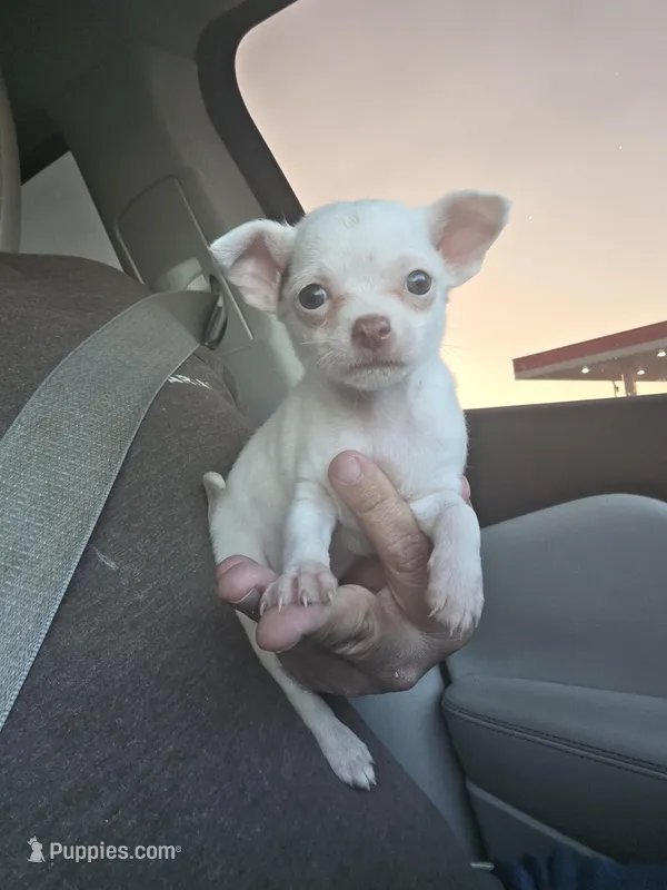 TEACUP MITZI – Chihuahua puppy on hold in Dallas, TX