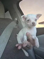 TEACUP MITZI, a female Chihuahua for sale in Dallas, TX – Photo 2 of 4