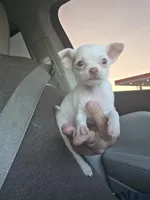 TEACUP MITZI, a female Chihuahua for sale in Dallas, TX – Photo 3 of 4