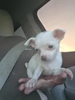 TEACUP MITZI, a female Chihuahua for sale in Dallas, TX – Photo 4 of 4