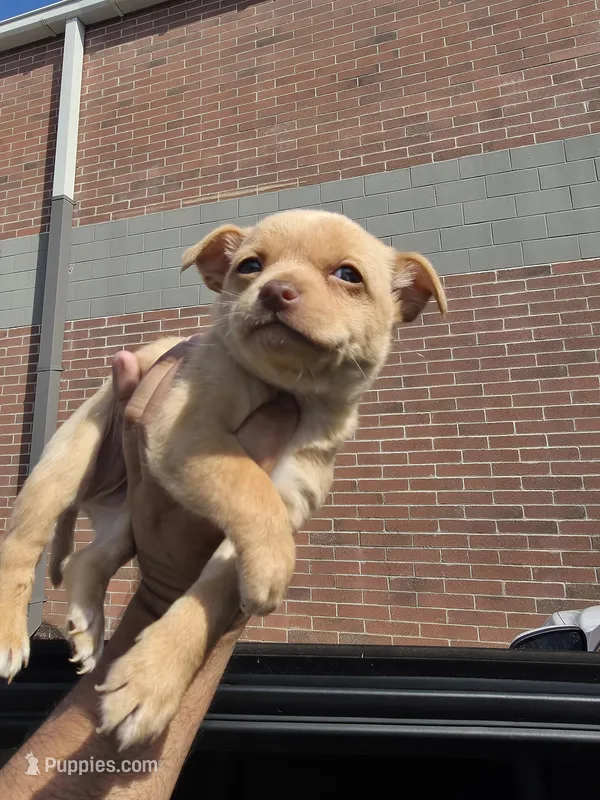 Benji – Chihuahua puppy for sale in Dallas, TX