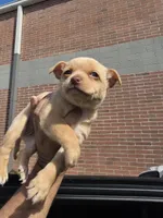 Benji, a male Chihuahua for sale in Dallas, TX – 1 of 3