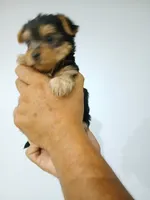 Molly, a female Yorkshire Terrier for sale in Fontana, CA – 2 of 2