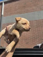 Benji, a male Chihuahua for sale in Dallas, TX – 3 of 3