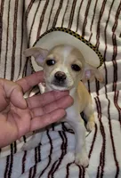 LUCKY, a male Chihuahua for sale in Dallas, TX – 3 of 7