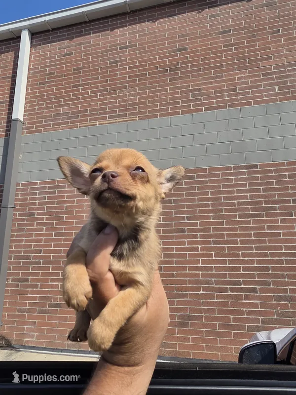 LONGHAIRED JERRY – Chihuahua puppy for sale in Dallas, TX