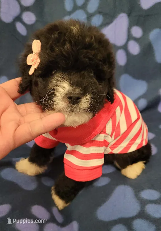 Molly – Maltipoo puppy for sale in Covina, CA