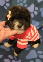 Molly, a female Maltipoo for sale in Covina, CA – 1 of 8